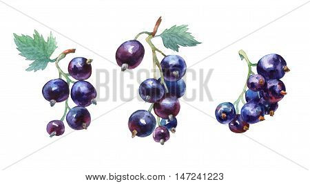 Black currant. Hand drawn watercolor painting on white background.