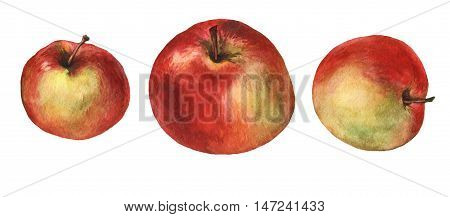 Red apples. Hand drawn watercolor painting on white background.