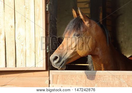 Arabian horse with head looking over wood stall door