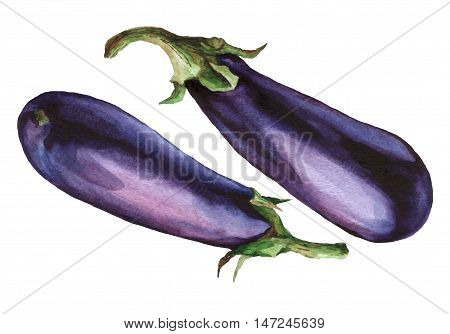 Eggplant. Hand drawn watercolor painting on white background.