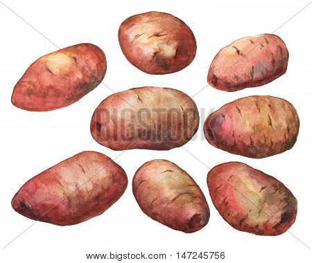Hand painted watercolor illustration of potatoes on white background