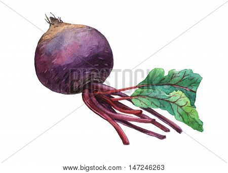 Beet. Hand drawn watercolor painting on white background.