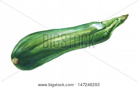 Zucchini. Hand drawn watercolor painting on white background.