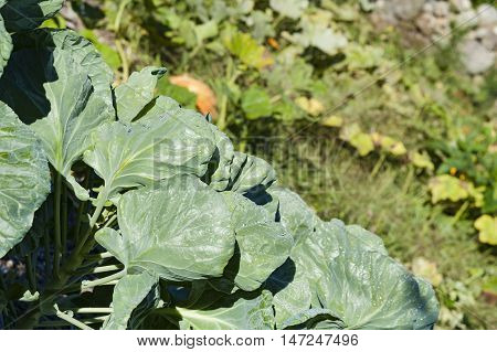 Late summer collard plants sporting morning dew