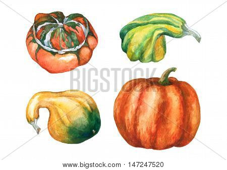 Pumpkins. Set with decorative pumpkins watercolor painting on white background.