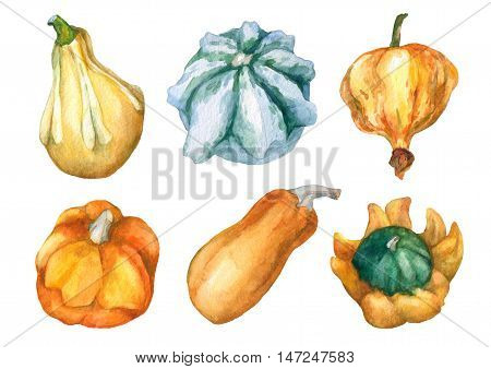 Pumpkins. Set with decorative pumpkins watercolor painting on white background.
