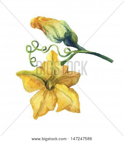 Pumpkin flower watercolor painting on white background.