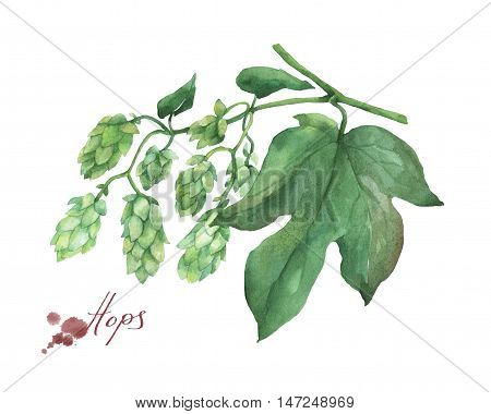 Branch green hops. Watercolor illustration on white background.