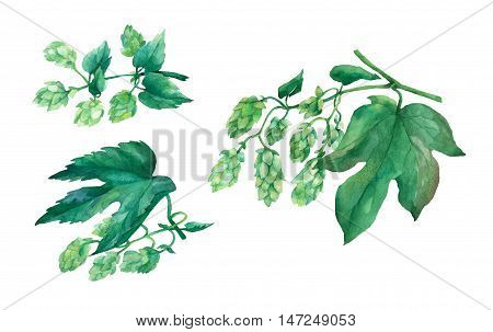 Set branch green hops. Watercolor illustration on white background.