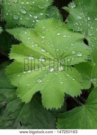Water droplets upon leaf photographed at Colby Woodland Garden near Amroth in Pembrokeshire