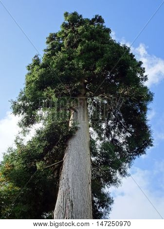 Tree photographed at Colby Woodland Garden near Amroth in Pembrokeshire