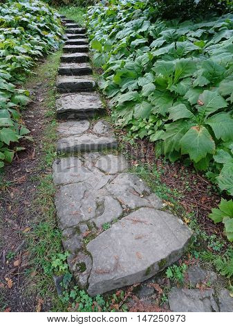 Steps pathway forest landscape photographed at Colby Woodland Garden near Amroth in Pembrokeshire