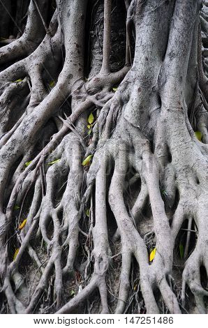 The roots of a banyan tree at six banyan tree temple in Guangzhou China.