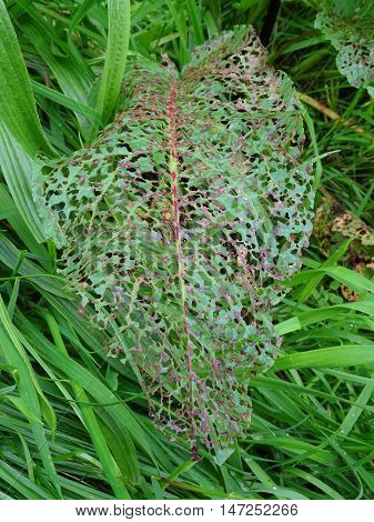 Insect eaten leaf photographed at Colby Woodland Garden near Amroth in Pembrokeshire