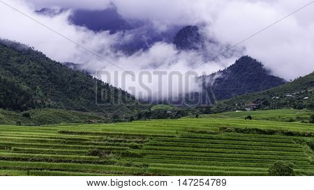 Terraced rice field in rice season in Vietnam