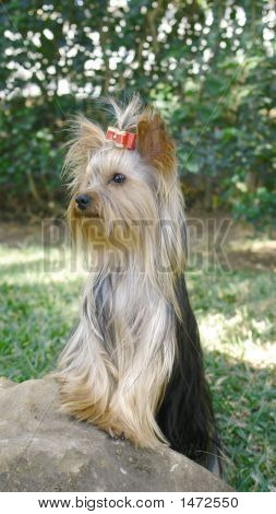Yorkie On Rock
