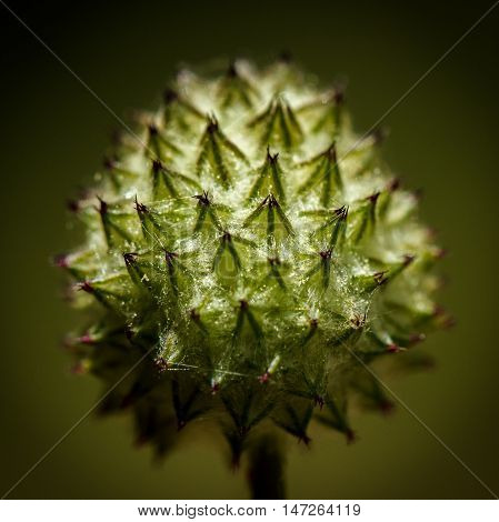 Spiky fuzzy bud of a head of flowers