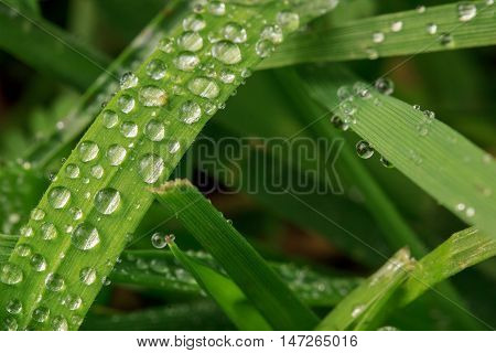 Morning dew droplets on fresh blades of grass