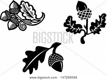 Acorn seed and leaf, design element in black