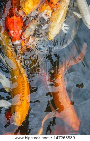 Colorful fish or CARP or fancy carp, also known as fancy carp, black carp. Or carp IX. A freshwater fish of the carp.