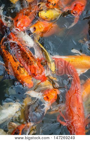 Colorful fish or CARP or fancy carp, also known as fancy carp, black carp. Or carp IX. A freshwater fish of the carp.