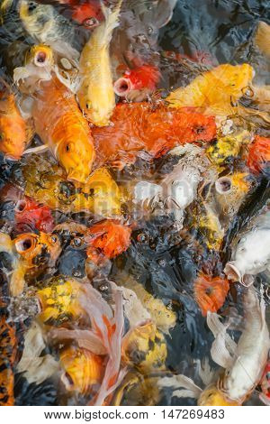 Colorful fish or CARP or fancy carp, also known as fancy carp, black carp. Or carp IX. A freshwater fish of the carp.
