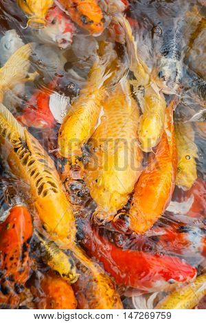 Colorful fish or CARP or fancy carp, also known as fancy carp, black carp. Or carp IX. A freshwater fish of the carp.