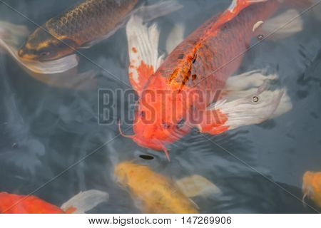 Colorful fish or CARP or fancy carp, also known as fancy carp, black carp. Or carp IX. A freshwater fish of the carp.