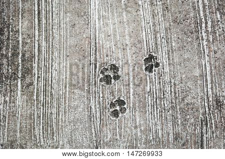 The Footprint Of Dog On The Concrete Rough Floor Or Ground