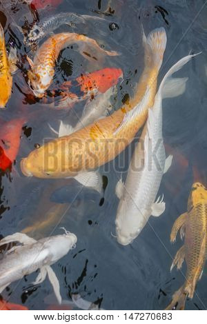 Colorful fish or CARP or fancy carp, also known as fancy carp, black carp. Or carp IX. A freshwater fish of the carp.