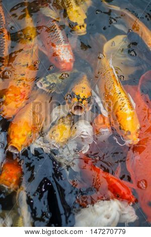 Colorful fish or CARP or fancy carp, also known as fancy carp, black carp. Or carp IX. A freshwater fish of the carp.
