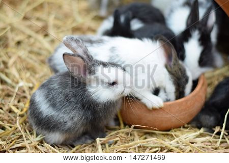 baby rabbits in variety colors black brown and white on hay background