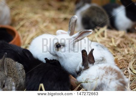 baby rabbits in variety colors black brown and white on hay background