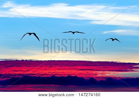 Birds flying silhouettes is three birds flying with wings spread soaring over a surreal ethereal blue sky cloudscape.