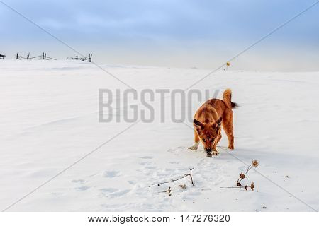 Little red dog is digging in the snow