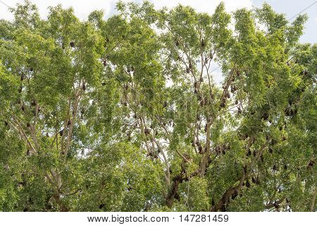 Hundreds of Pteropus scapulatus / flying fox hanging in trees in a park