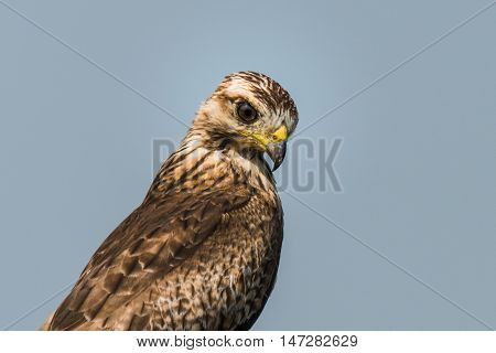 Juvenile White Eyed Buzzard perched for portrait. Portrait of Buzzard