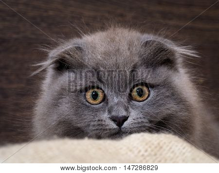 Excellent kitten looks out of plaid. Huge eyes. Grey Cat Fluffy Fold. Owlish