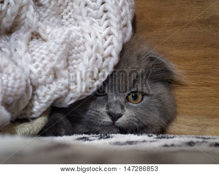 Excellent kitten looks out of plaid. Huge eyes. Grey Cat Fluffy Fold. Owlish