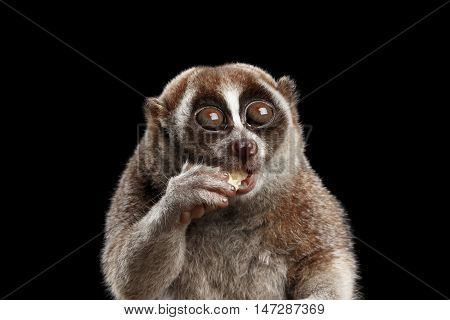 Close-up Face of Cute Lemur Slow Loris Sitting and Eating Isolated Black background