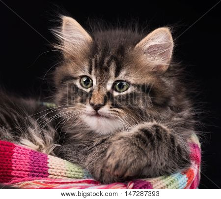 Cute fluffy siberian kitten over black background