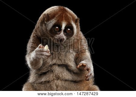 Close-up Face of Cute Lemur Slow Loris Sitting and Eating Isolated Black background