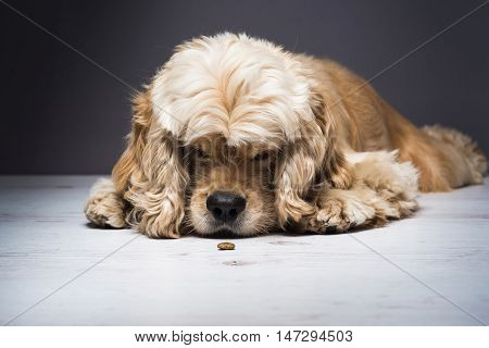 Dog on a white wooden floor. Young purebred American cocker spaniel lying and licks his nose while looking at dog food. Dark background.
