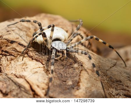 Closeup Spider-patisson (argiope lobata) on brown snag