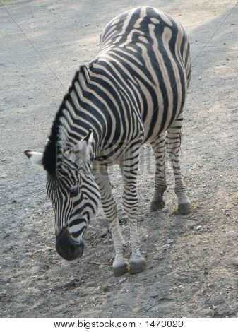 Zebra