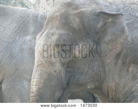Elefant