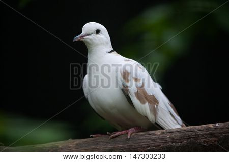 Spotted dove (Spilopelia chinensis chinensis). Wildlife bird. 
