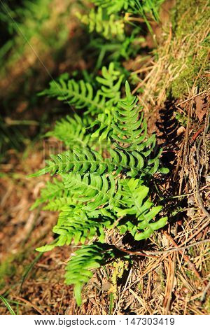 Wall Fern With Edible Roots