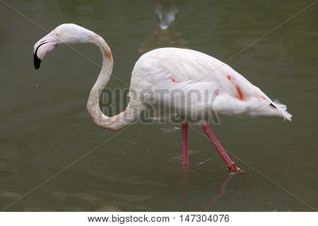 Greater flamingo (Phoenicopterus roseus). Wildlife animal. 