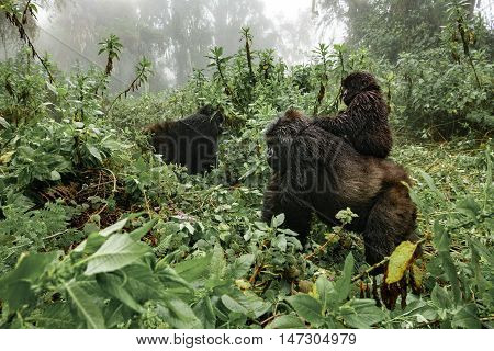 Profile of female mountain gorilla with baby over the back. Rwanda